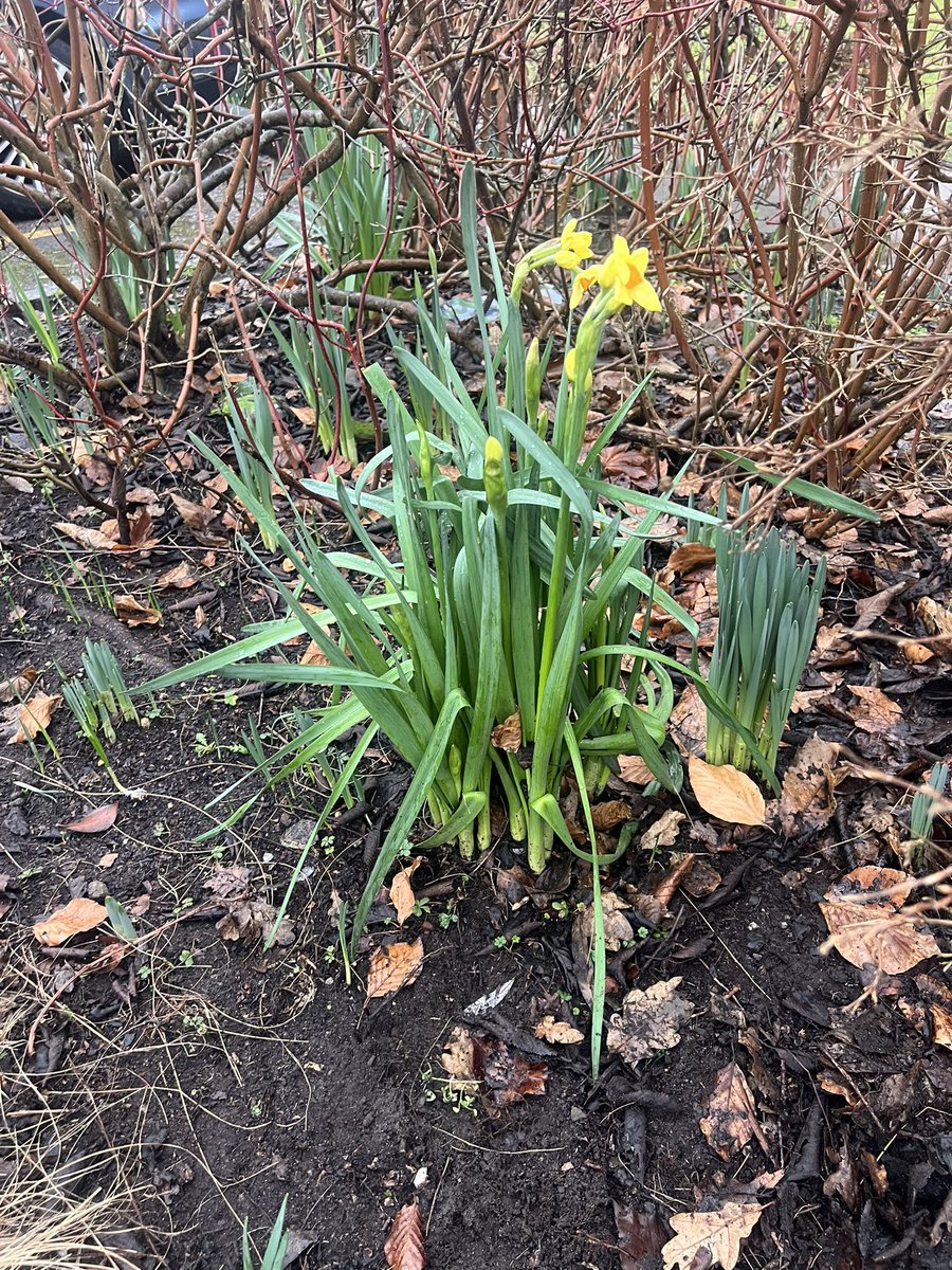 Dillon & Dougal & Angel Eric Da Dog 🌈🐾 tweet media