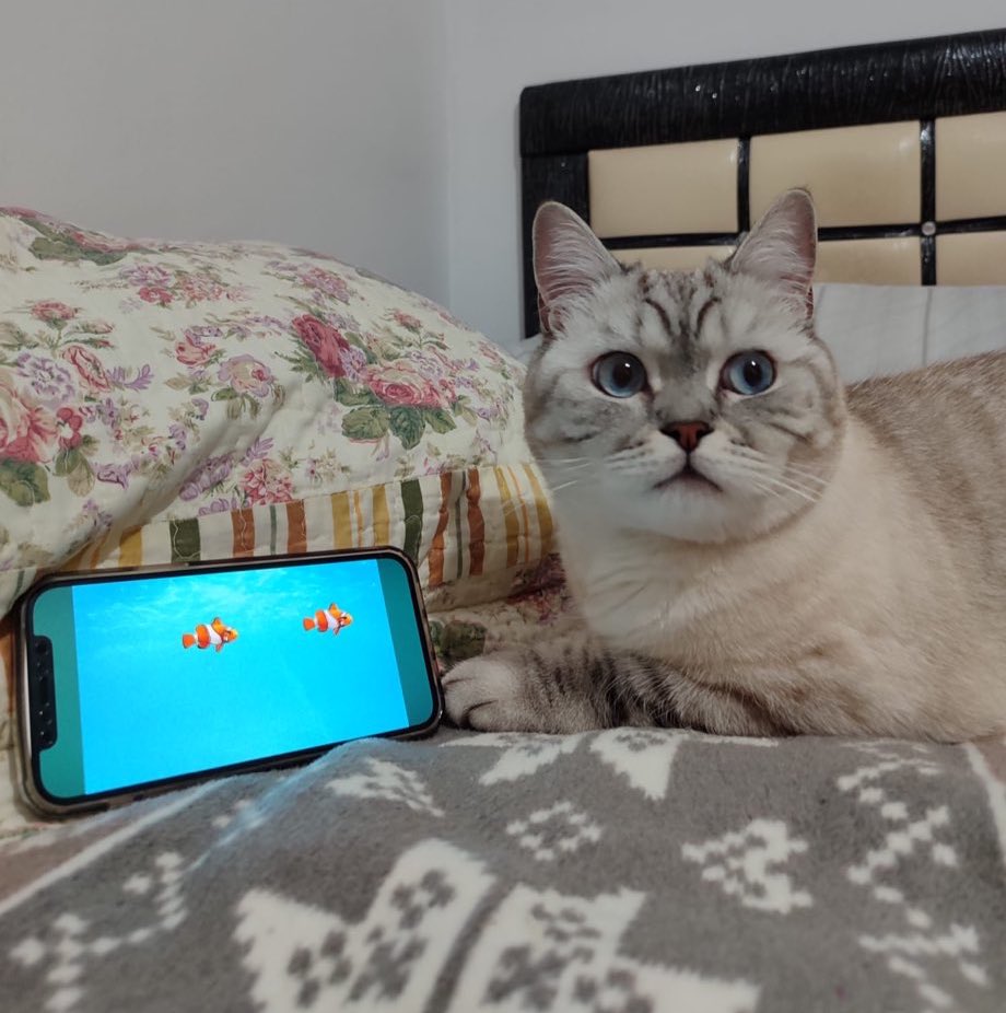 haliseee_'s tweet photo. Bizimki kedi olmayı unuttu, utanmasa balıkları bana tutturacak ajsjd https://t.co/Iz2AJhSCa0
