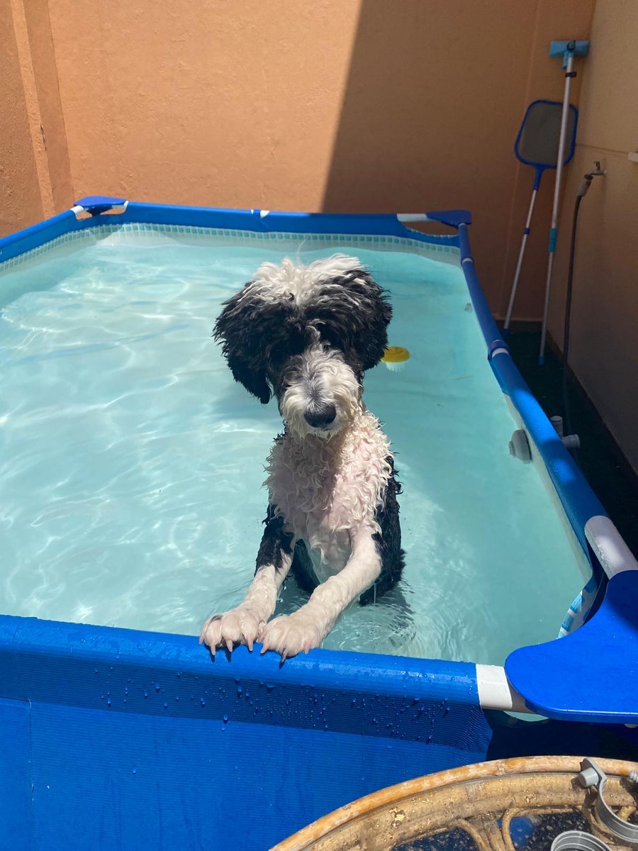 Curry Toscano Rodero tweet media