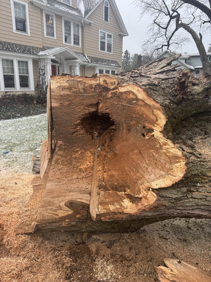 DallasGarzel's tweet image. Tree work