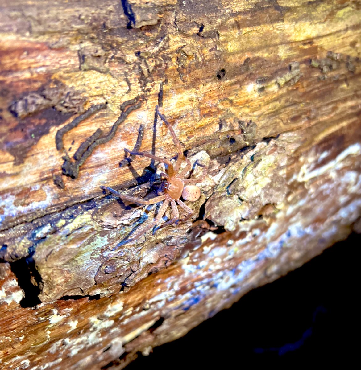 𝑺𝑬𝑽𝑽𝒊3 tweet media