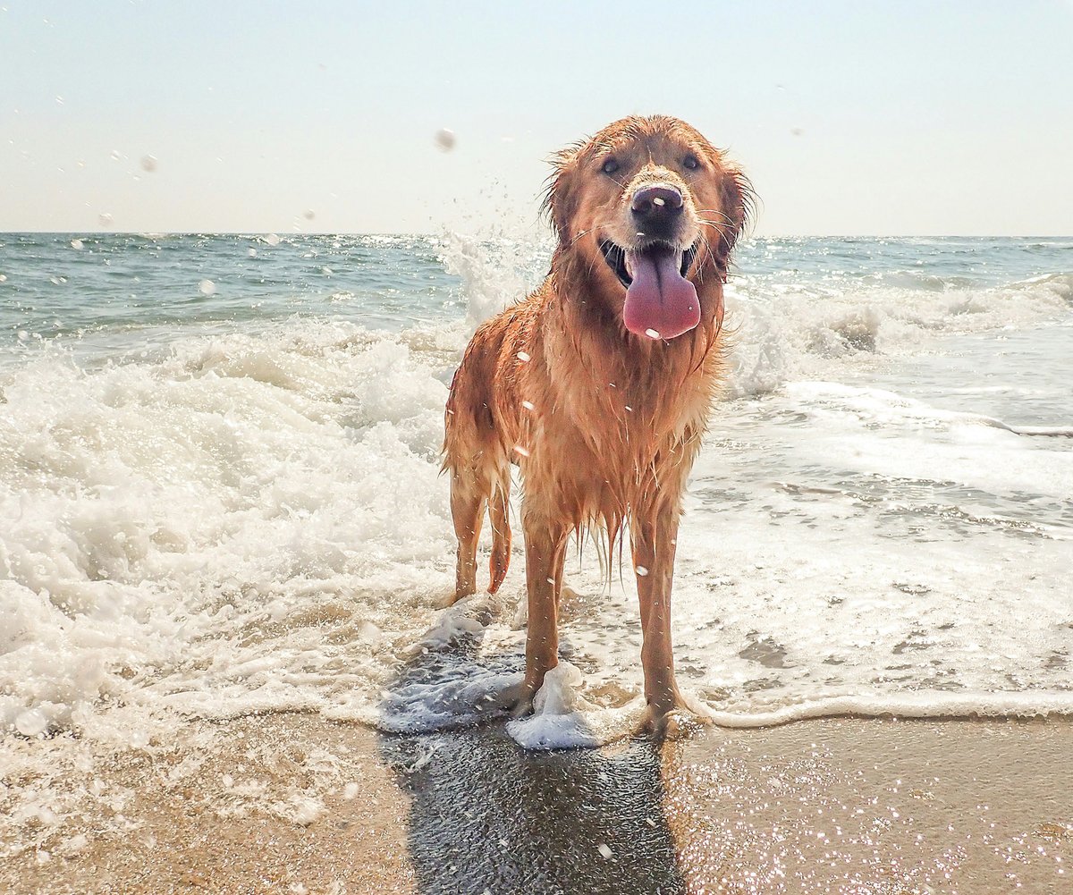 OzDogLover's tweet image. 🚨 𝟯𝟴°𝗖 ALERT: Beach days can be deadly. From secondary drowning to sand impaction, know the silent risks! 🏖️🐾 Don’t let a fun day end at the vet!

australiandoglover.com/2026/01/hidden…

#AussieDogs #PetSafety ☀️ #SummerVibes ⛱️