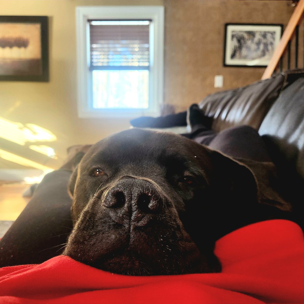 WendyBr77428471's tweet photo. ❄️🥶🐾❤️🤍🇨🇦 #streamingtime #staytoasty https://t.co/iXEyZGjVdd