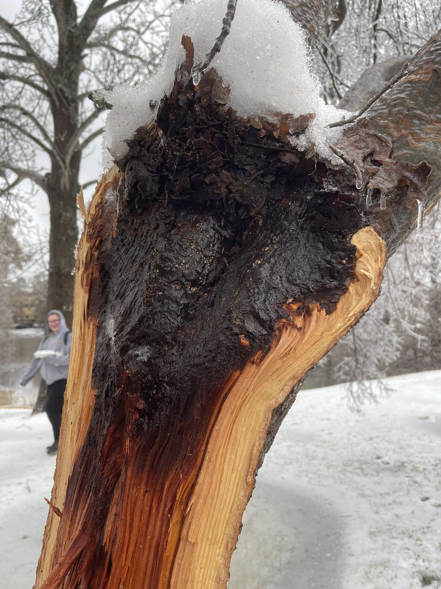 Sawyer_WX's tweet photo. Large tree branch broke off on the campus of ULM due to the cold and ice. Fell on the road that runs through campus.
#lawx @NWSShreveport https://t.co/iaWcPao5KJ
