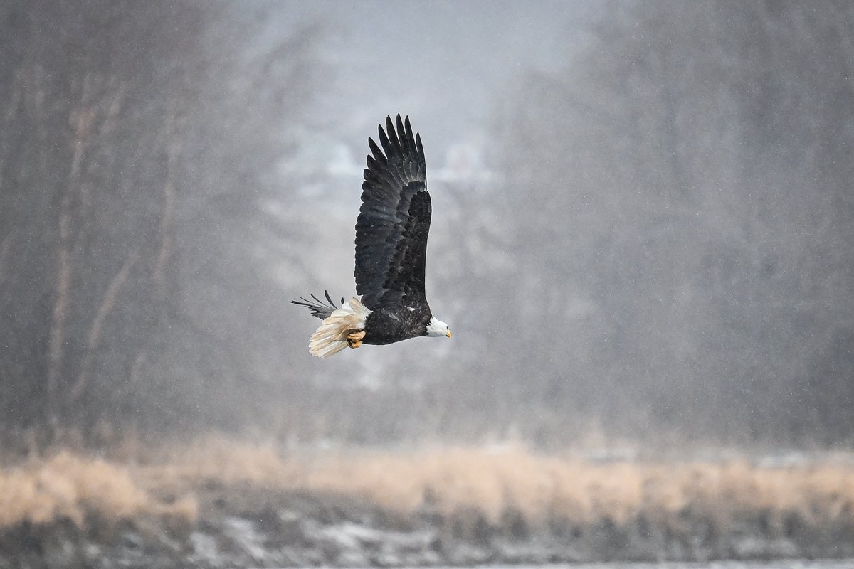 Why, yes. Yes I did freeze my fingers off today.

#IowaCity #BaldEagle