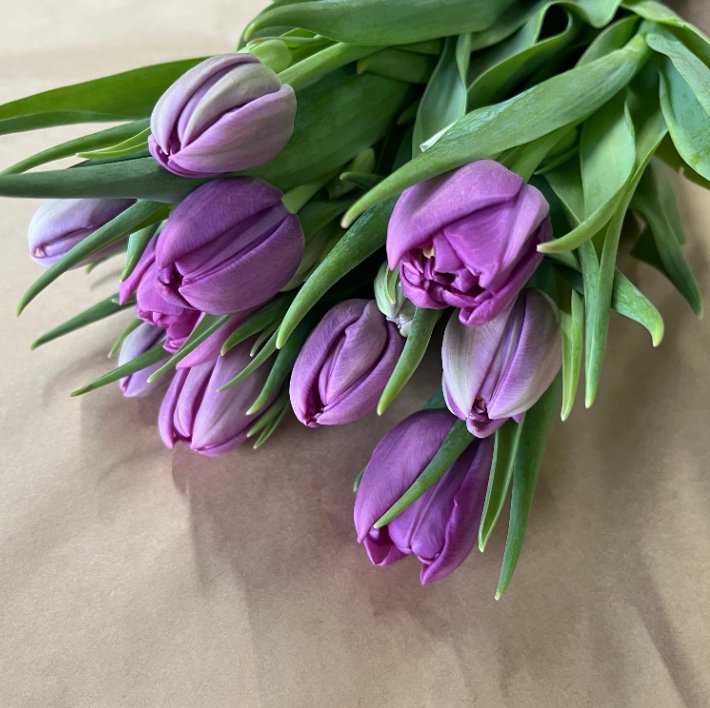 jetaime1france's tweet photo. 一月二十五日の花はチューリップ(牡丹百合)🌷
幼少期から大好きなお花🩷
特に牡丹の様な八重咲きが好きで、出来れば一年中飾っていたいほど🎵
定番の赤白黄色も良いですが、私はピンクや紫色がオススメ✨
#チューリップ🌷
#牡丹百合
#Tulipe
#フランス語
#八重咲き
#ピンクや紫
#大好き
#書 https://t.co/RNG4yop273