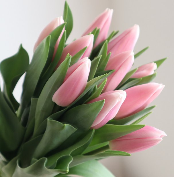 jetaime1france's tweet photo. 一月二十五日の花はチューリップ(牡丹百合)🌷
幼少期から大好きなお花🩷
特に牡丹の様な八重咲きが好きで、出来れば一年中飾っていたいほど🎵
定番の赤白黄色も良いですが、私はピンクや紫色がオススメ✨
#チューリップ🌷
#牡丹百合
#Tulipe
#フランス語
#八重咲き
#ピンクや紫
#大好き
#書 https://t.co/RNG4yop273