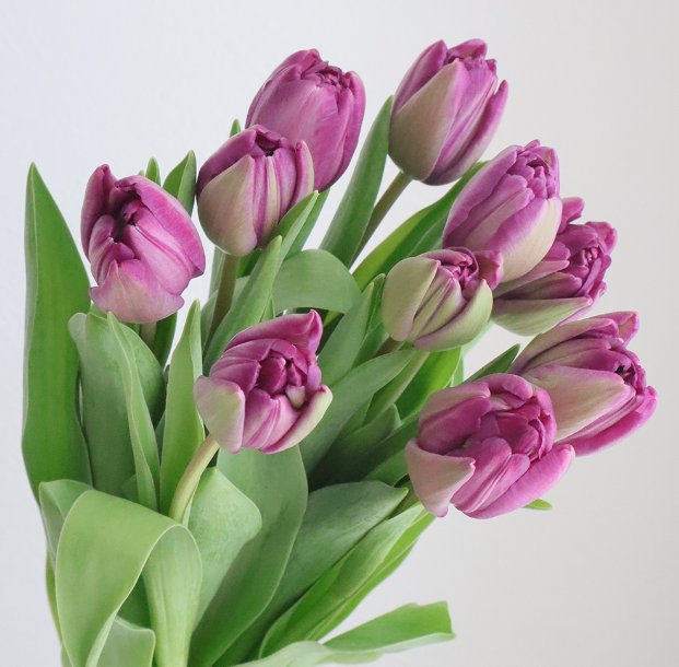 jetaime1france's tweet photo. 一月二十五日の花はチューリップ(牡丹百合)🌷
幼少期から大好きなお花🩷
特に牡丹の様な八重咲きが好きで、出来れば一年中飾っていたいほど🎵
定番の赤白黄色も良いですが、私はピンクや紫色がオススメ✨
#チューリップ🌷
#牡丹百合
#Tulipe
#フランス語
#八重咲き
#ピンクや紫
#大好き
#書 https://t.co/RNG4yop273