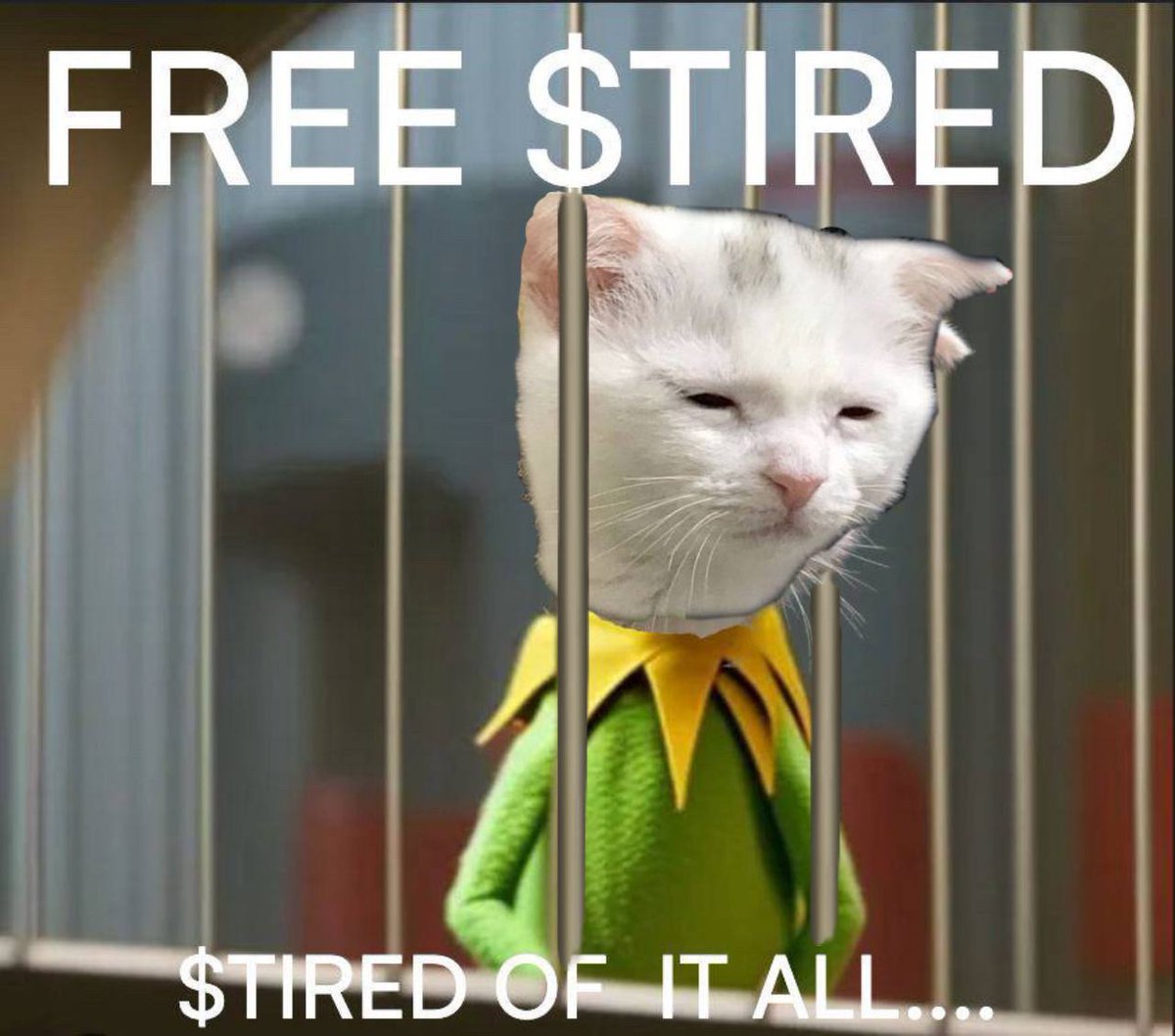 Free $tired let it run to 1 billy 🐱🚬