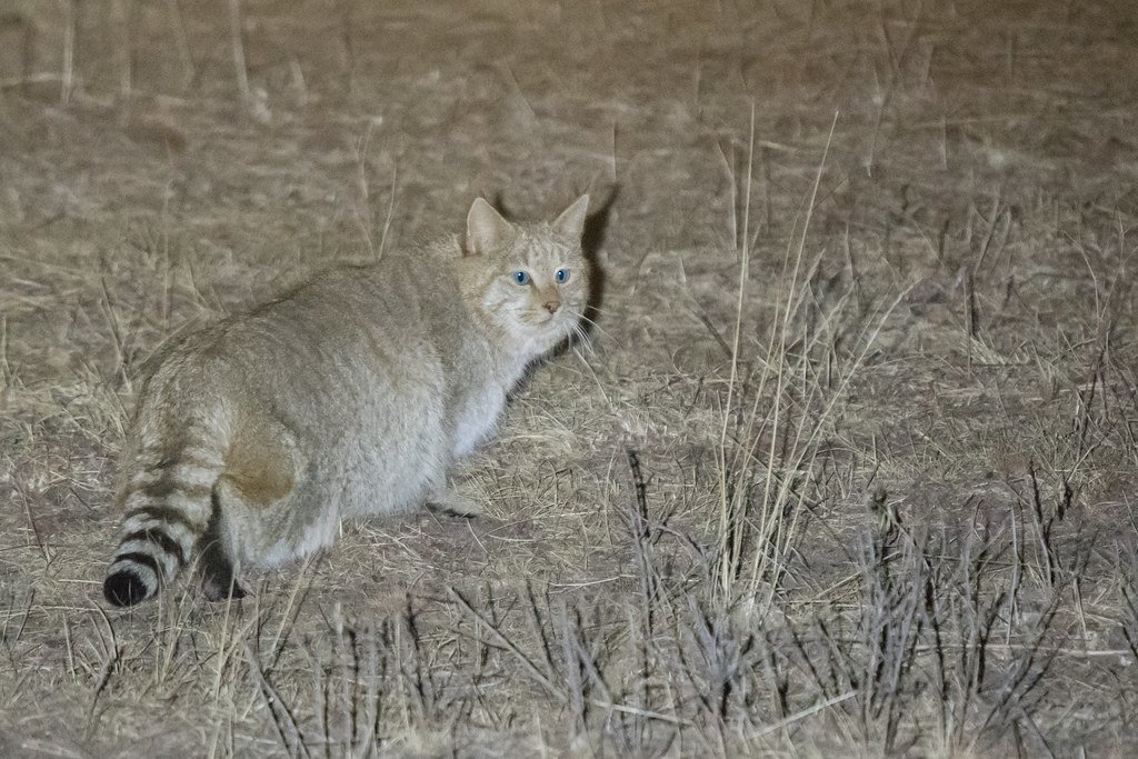 Chinese Mountain Cat