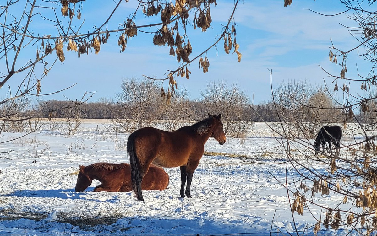 JBMEquiFarms's tweet photo. When I think of complaining &amp; see my horses laying flat out in REM sleep...

It's not that bad, human ... really, it's not that bad. 

#manitoba #shareyourweather #mbwx #sleepinghorses #horses #winter #cold #remsleep https://t.co/4bpuGcKcdV
