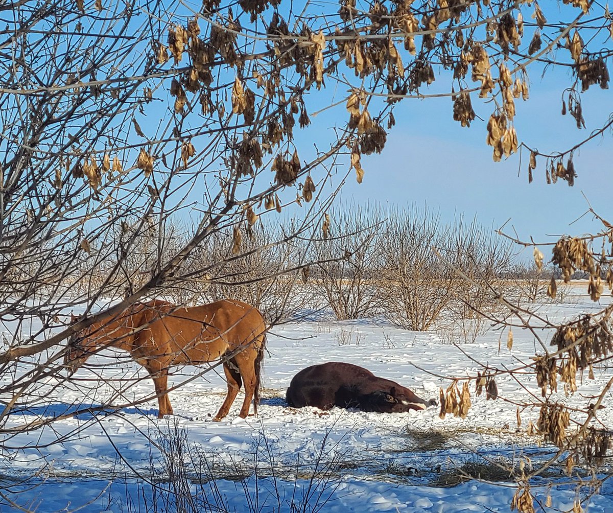JBMEquiFarms's tweet photo. When I think of complaining &amp; see my horses laying flat out in REM sleep...

It's not that bad, human ... really, it's not that bad. 

#manitoba #shareyourweather #mbwx #sleepinghorses #horses #winter #cold #remsleep https://t.co/4bpuGcKcdV