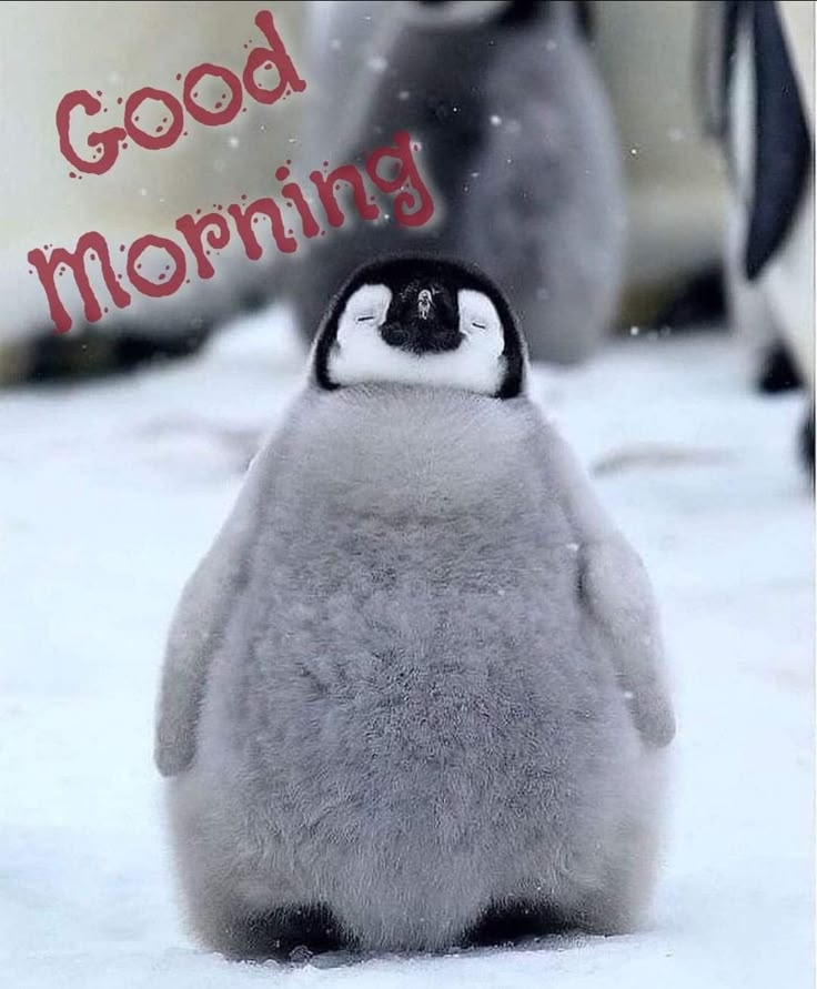 PengHaus tweet media