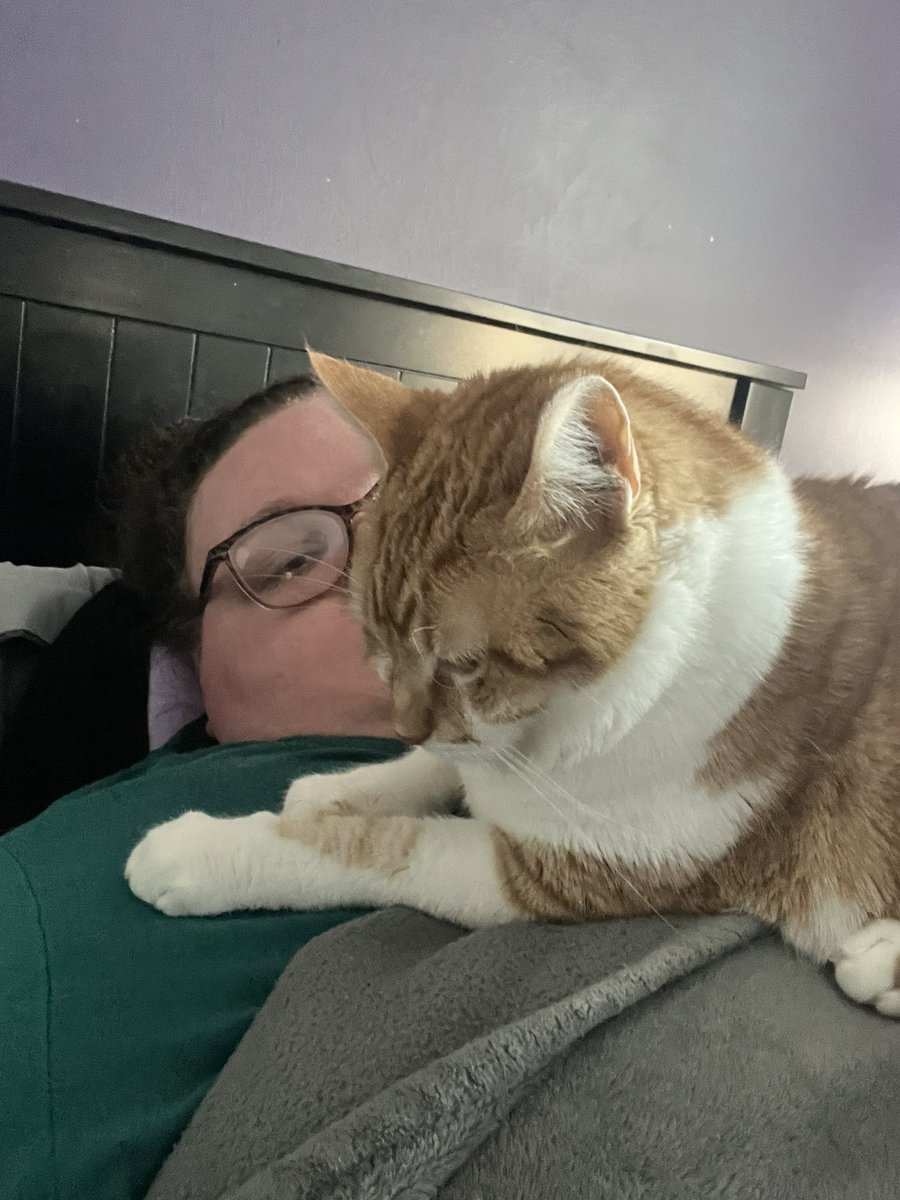 drunkonjillousy's tweet photo. my (probably) 20 pound cat has been hanging out with me a lot on my bed and on top of me lately https://t.co/wv9N1vedOu