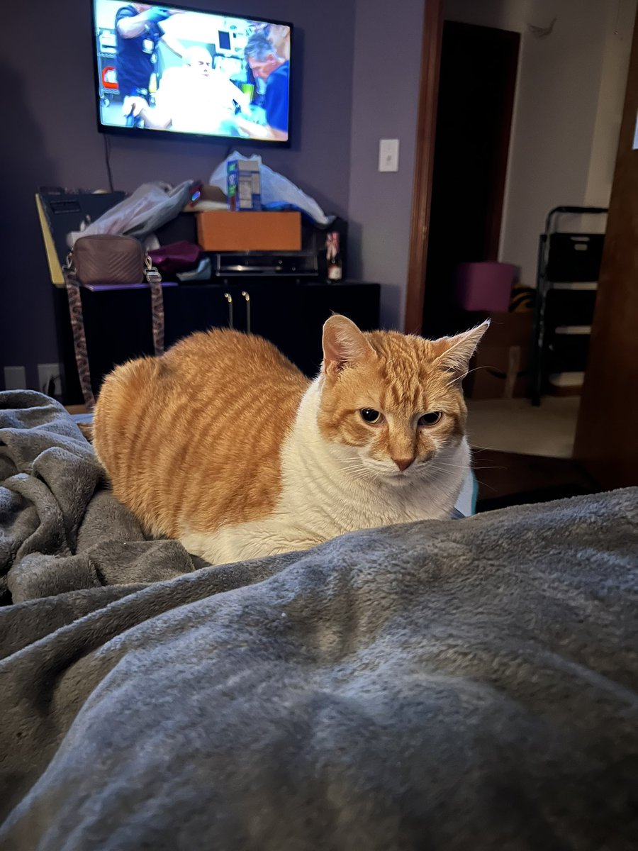 drunkonjillousy's tweet photo. my (probably) 20 pound cat has been hanging out with me a lot on my bed and on top of me lately https://t.co/wv9N1vedOu