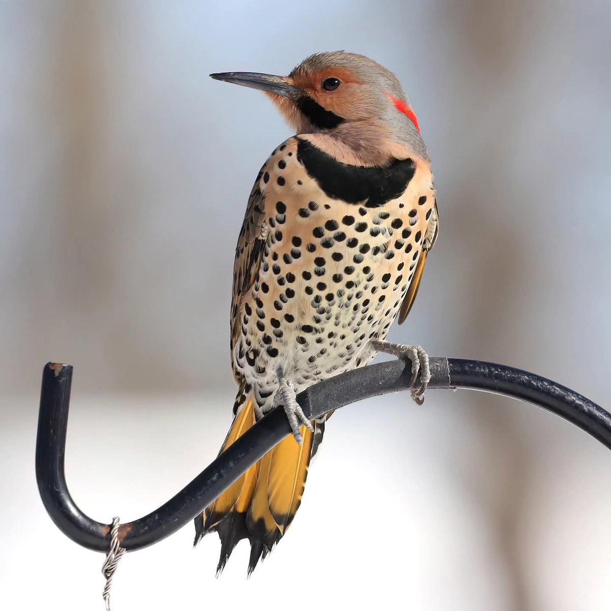 birdhouse_love's tweet photo. Our yellow-shafted northern flickers were loading up on suet today...
#yellowshaftednorthernflicker #flickers #flicker #northernflickers #ohiobirdworld https://t.co/8vCgFbScaq