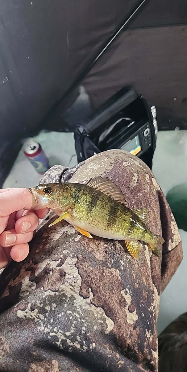 T422Tim's tweet image. Another tip up Town trip completed. Very cold but worth it, as always.