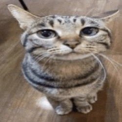 cuanta gente q habrá usado “ser peruano” de insulto terminará viviendo a comprar entradas a Perú