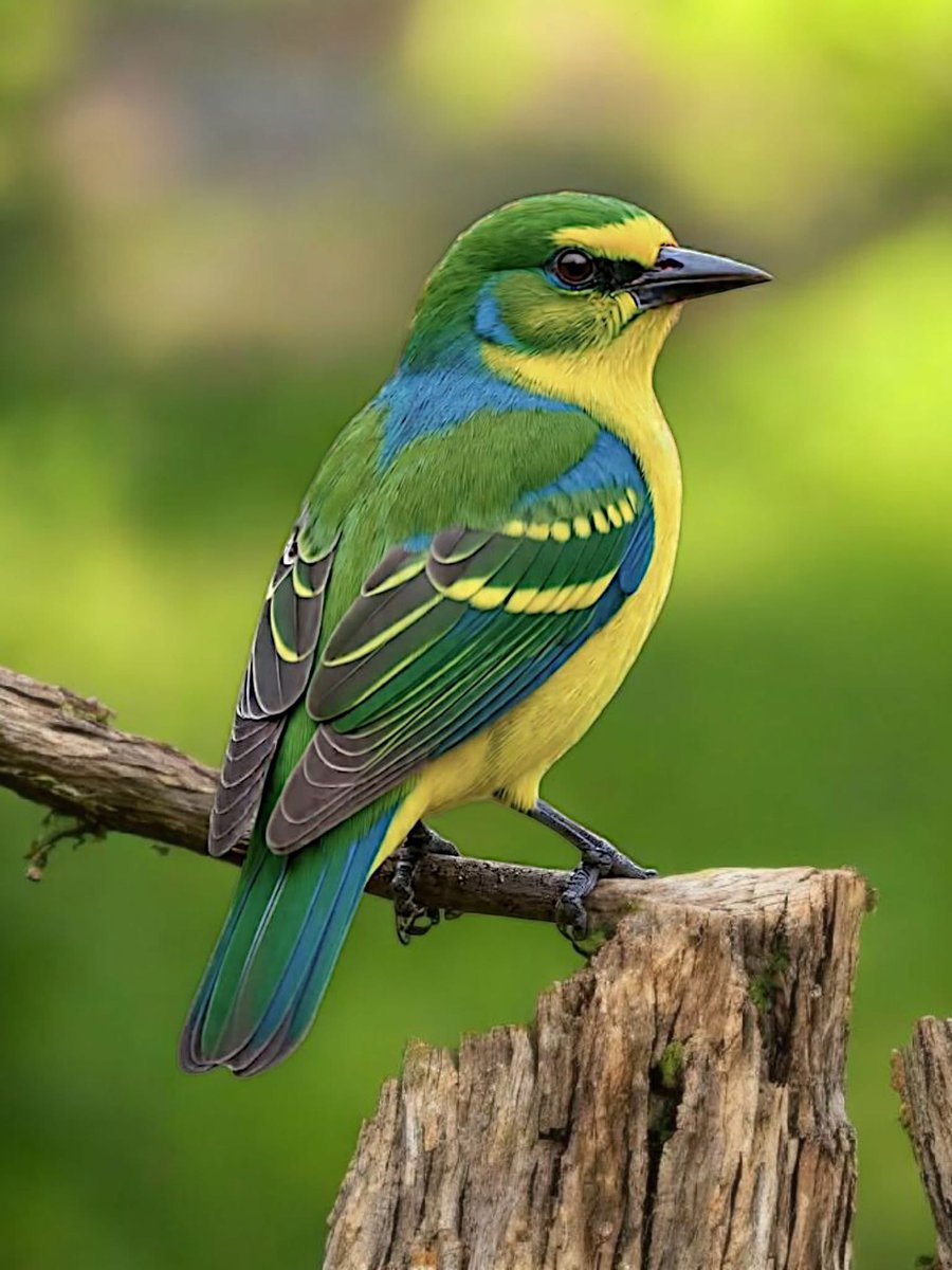 mshafqat72's tweet image. The Blue-throated (Blue-necked) toucan (Aulacorhynchus). A living jewel of the forest, glowing in vibrant green, yellow, and blue, crowned with a sleek black beak. 💚💛💙

#todaybestphoto #birdlife #birds #birdphotography #wildlife