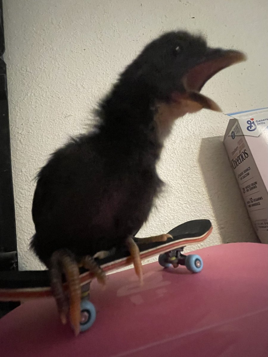 badrechicken's tweet image. radical