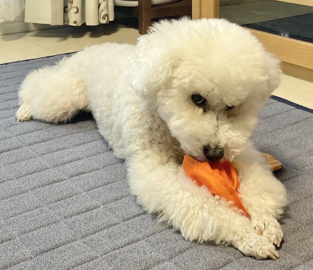 3月で13歳のモコ、健康診断で腎臓病が判明😢今のところ、本人はいたって元気なのは救いですが、週一の点滴が始まりました。
治らないなら、せめて現状維持でお願いします…まだまだまだまだまだまだいっしょにいたいんです！！