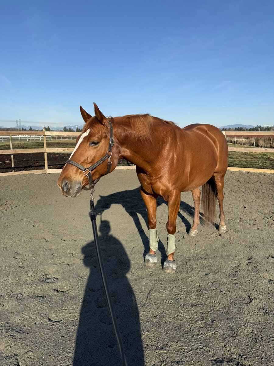 everyone pls tell scarlet shes looking like a skinny queen and NOT a chunky hippo like the vet called her😅 at least shes shiny