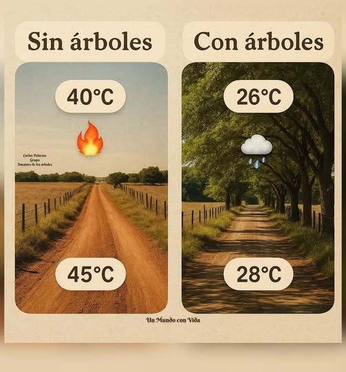 Importancia de los árboles <a href="/BastardoRuth/">Ruth Bastardo</a> <a href="/BautaRojas/">Bautista Rojas Gómez</a> <a href="/BelkotaG/">Belkys Garcia</a> <a href="/carloscolladog/">Carlos Collado</a> <a href="/ChiquiSanch/">José Ramón Sánchez</a> <a href="/DrJDJimenezB/">Jose D Jiménez,Ph.D.🇺🇸</a> <a href="/drfhowley/">Franklin Howley-Dumit Serulle</a> <a href="/esperanzap9/">Gloribel Feliz</a> <a href="/EvelinPlacidoAl/">Evelin Placido-Almon</a> <a href="/Francis37799641/">Francisco Hernandez Ureña</a> <a href="/GuidoRincon4/">Guido Rincon</a> <a href="/GeraldinoG5/">Geraldino Gonzalez</a> <a href="/icoabreu/">Ico Abréu</a>   <a href="/jpeguerop/">Julio Peguero</a> <a href="/JaeltArias/">Nelson Arias🇩🇴</a> <a href="/juanantoniosuaz/">juan antonio suazo</a>  <a href="/marcosbarinas/">Marcos Barinas Uribe</a> <a href="/PankyCorcino/">Panky Corcino</a>