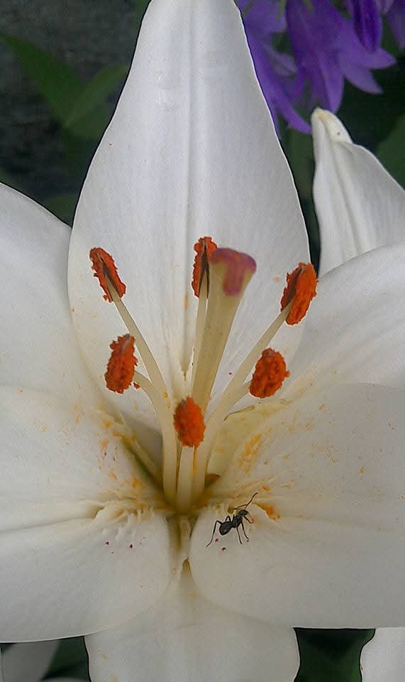 #WeekCforCloseUp #AlphabetChallenge