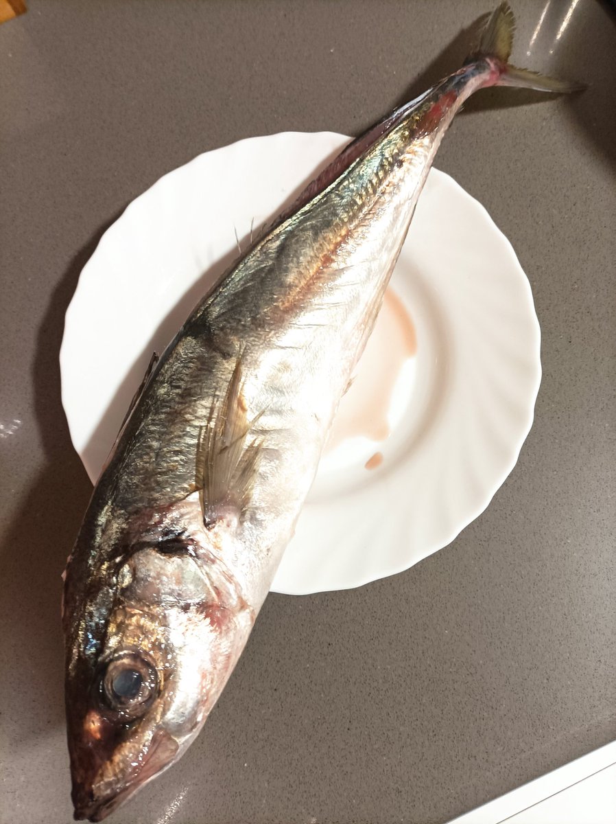 Chicharro de kilo abierto a la espalda. 💢