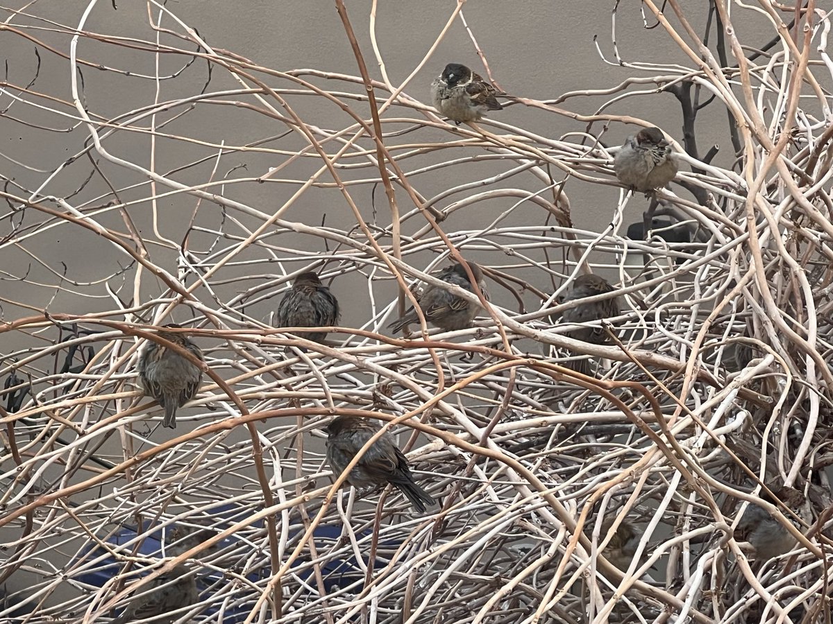 JjkJeremy's tweet photo. It’s gonna be bad these little birds hunkered down in the park bushes told me.  #Phillysnow #Snowstorm2026 #snow #Philadelphia https://t.co/V4vhdv9RPz