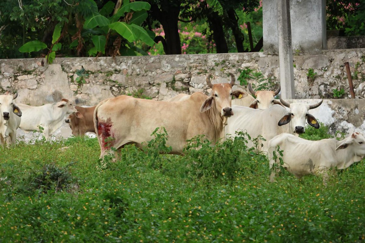 #Vigilancia | Continúan acciones sanitarias para el control del #gusano #barrenador wp.me/p6Zyu6-1Fqx

• La Secretaría de Desarrollo Rural refuerza la vigilancia y la atención oportuna con acciones de prevención, capacitación y toma de muestras. <a href="/GobYucatan/">Gobierno de Yucatán</a> #Seder