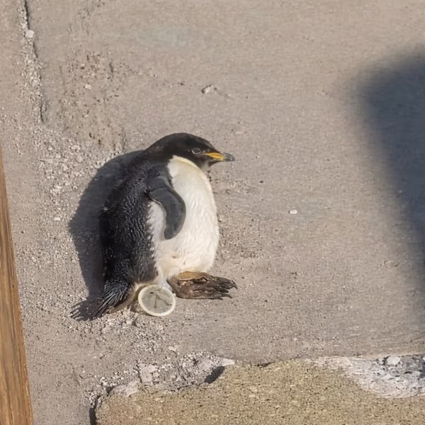 "The real name is Nihilist Penguin!"

Nihilist Penguin right now: