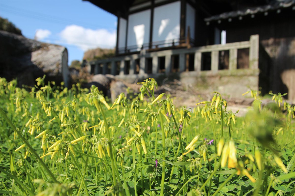 カタバミ　花言葉：輝く心・母のやさしさ

あかぎれで手が痛いです😭