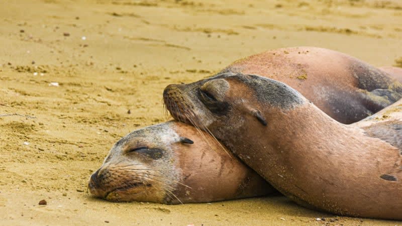 Make4everMemory's tweet image. Are you dreaming of the ideal blend of relaxation and adventure? 🏝️🐢
The Galapagos Islands deserve a spot at the top of your bucket list! This once-in-a-lifetime journey allows you to immerse yourself in incredible wildlife, and unwind in true Celebrity style. 🌍