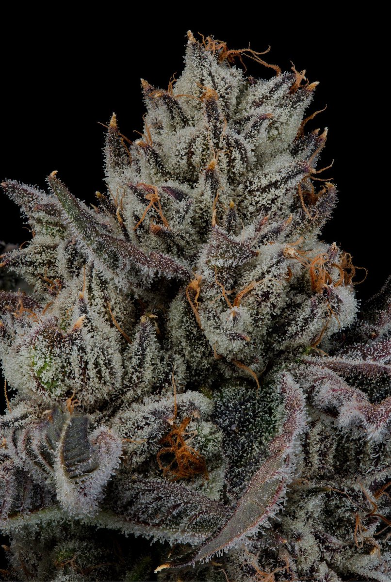 Hall Pass (Permanent Paradise x Wild Cherry) Permanent Paradise =Z Bx2 with Permanent Marker. Permanent Paradise nugs release a unique and almost indescribable blend of diesel, blue cheese, and chemical-like notes.