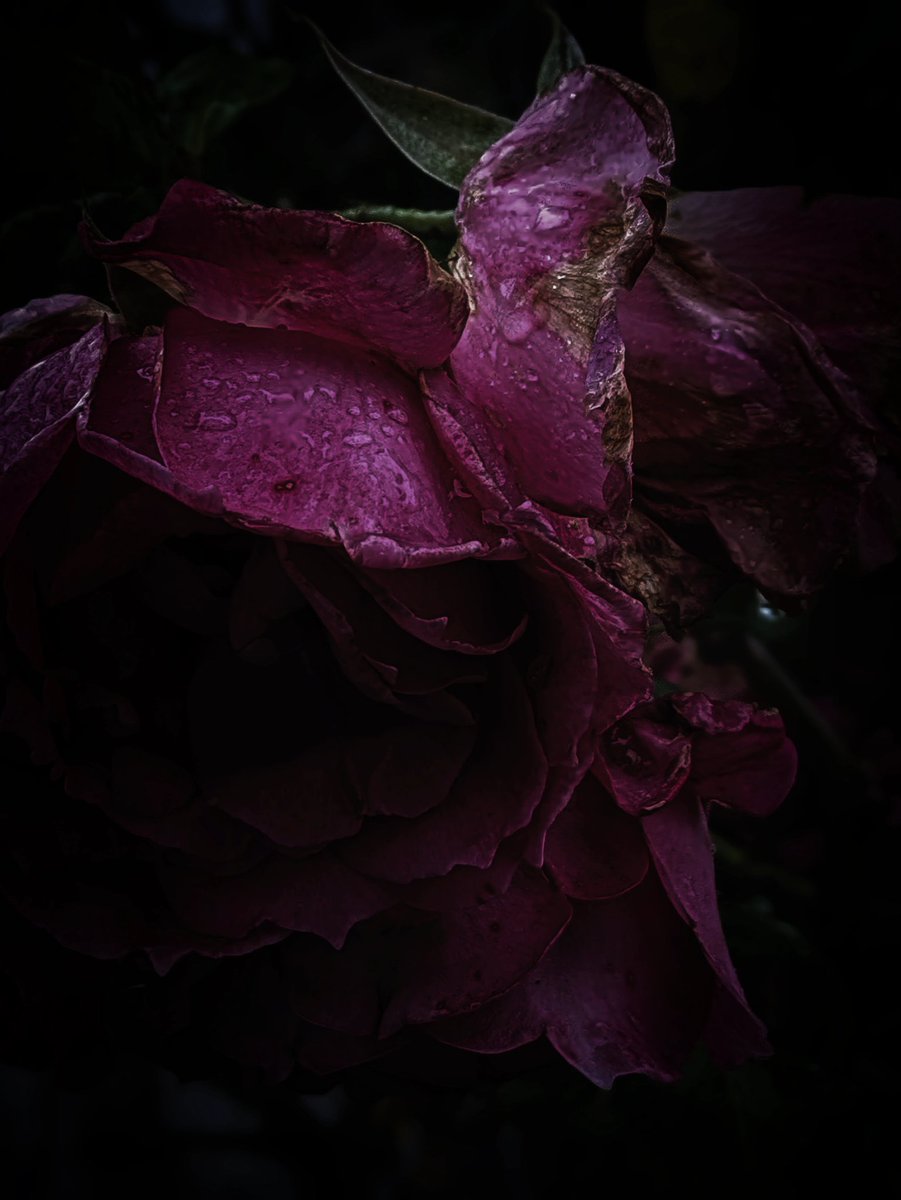 実体を失った言葉はただ漂い
触れる者を惑わす

#花テロ