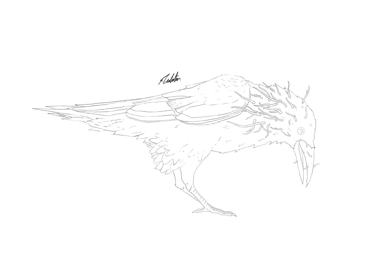 Califian_'s tweet photo. Bird month #21-24 https://t.co/lOZgIgwbmH