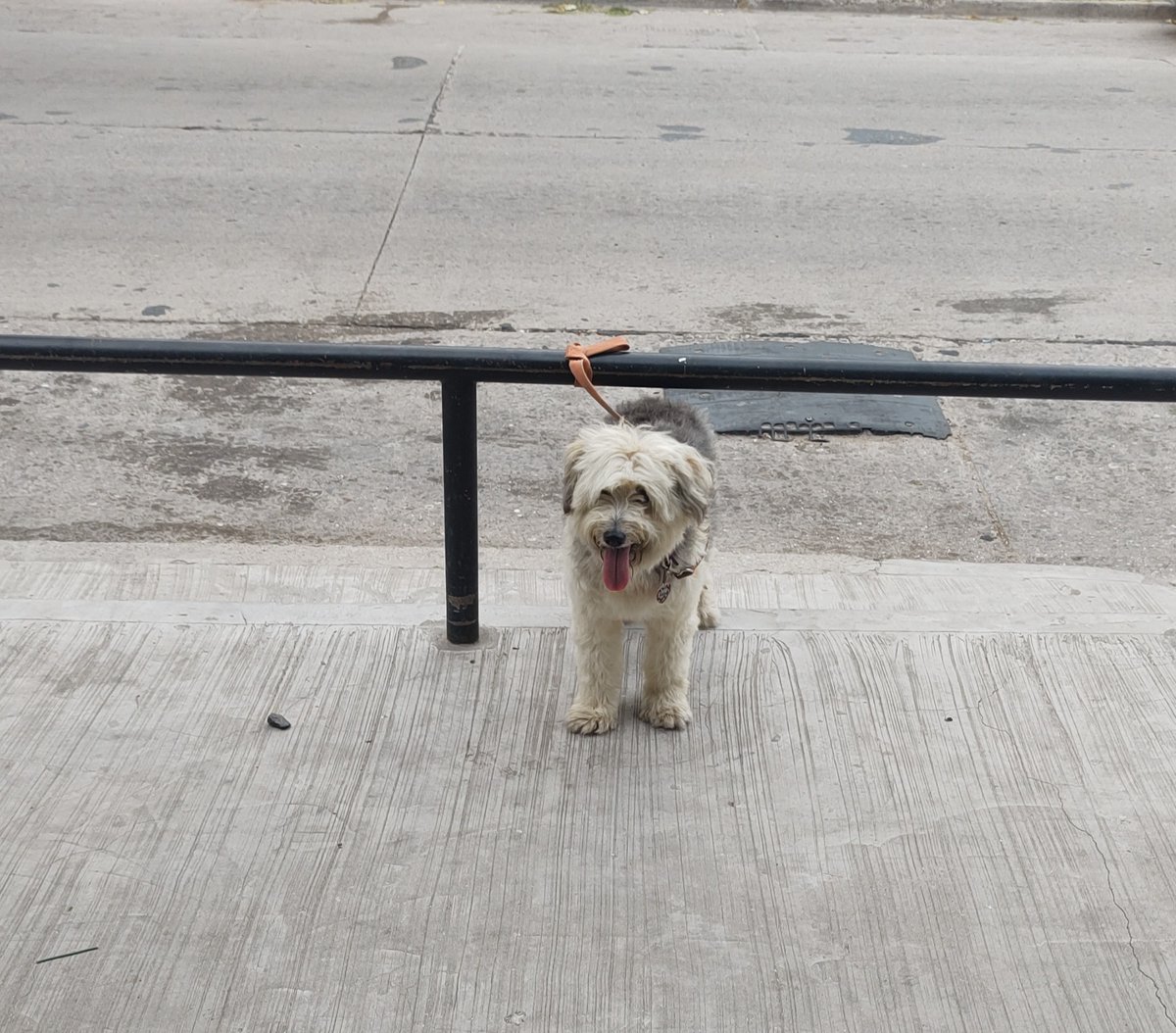 He Made a statement so Bad ass dog