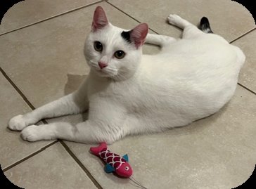 MidWarksCP's tweet image. HOME WANTED: OSCAR is a playful boy, full of energy looking for a home.

#AdoptDontShop