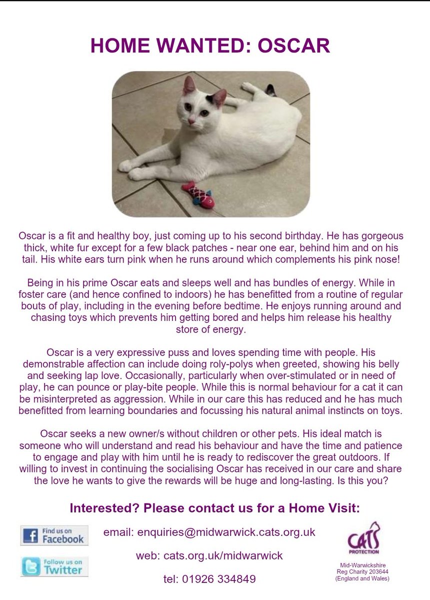 MidWarksCP's tweet image. HOME WANTED: OSCAR is a playful boy, full of energy looking for a home.

#AdoptDontShop