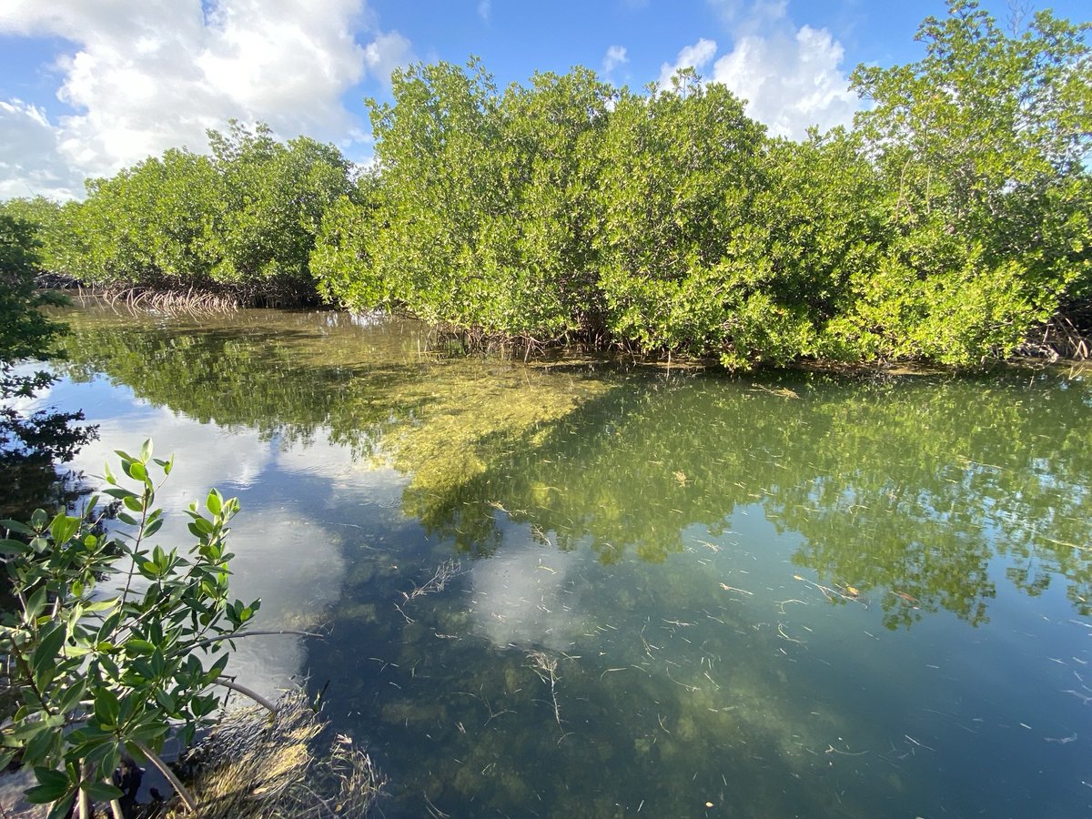 RacingToDisney's tweet image. Beautiful afternoon on Big Pine Key. #KeysLife