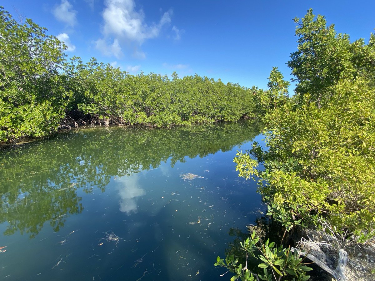 RacingToDisney's tweet image. Beautiful afternoon on Big Pine Key. #KeysLife