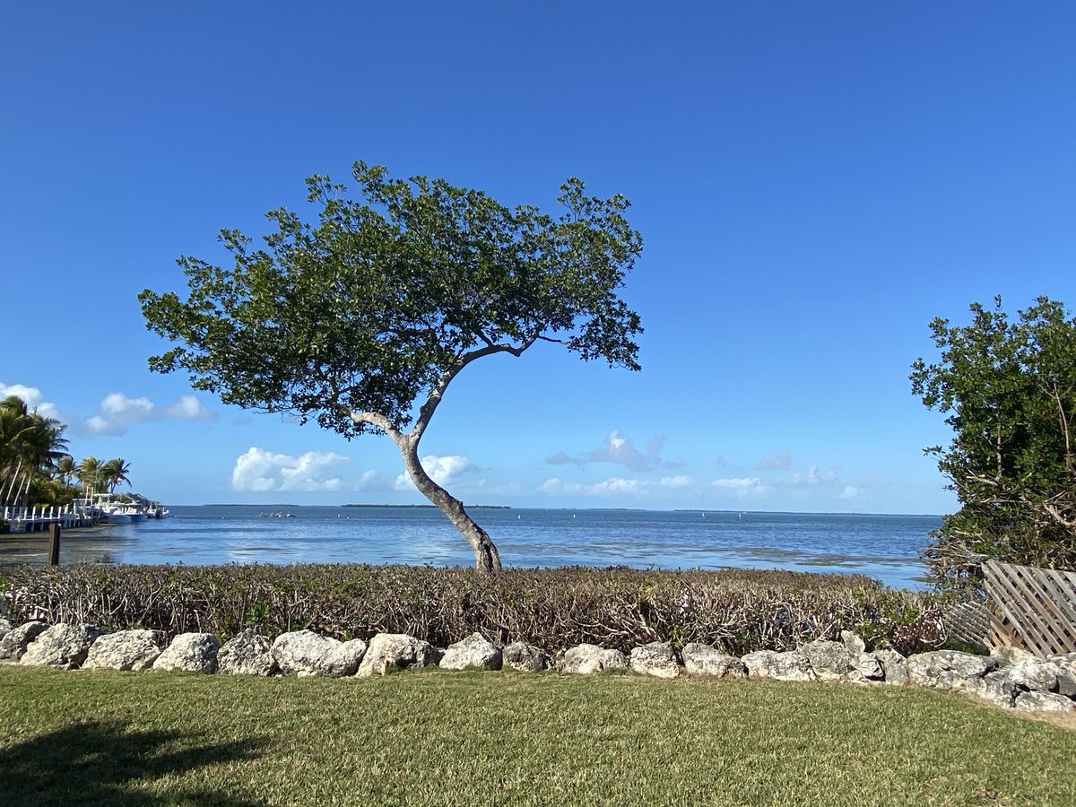 RacingToDisney's tweet image. Beautiful afternoon on Big Pine Key. #KeysLife