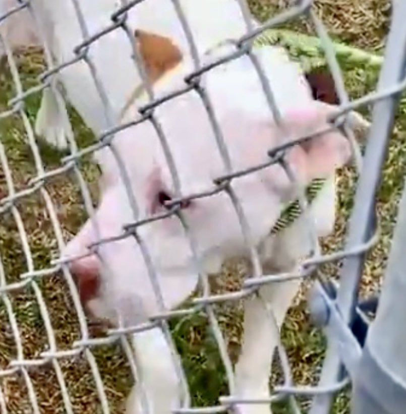 LeporidaeCheryl's tweet image. Her frail 💔 is BROKEN !

There are NO words for MERIDA'S #A385022 sorrow at having been left behind! 

SO sensitive &amp;amp; finely tuned like a  🎻, this 2️⃣ yo Pittie mix suffers alone. 

She's been at #CorpusChristi for at least 2️⃣ months. 😞 LOW Pledges. Sweet, friendly &amp;amp; bright.