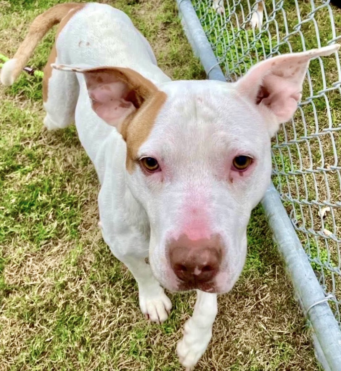 LeporidaeCheryl's tweet image. Her frail 💔 is BROKEN !

There are NO words for MERIDA'S #A385022 sorrow at having been left behind! 

SO sensitive &amp;amp; finely tuned like a  🎻, this 2️⃣ yo Pittie mix suffers alone. 

She's been at #CorpusChristi for at least 2️⃣ months. 😞 LOW Pledges. Sweet, friendly &amp;amp; bright.