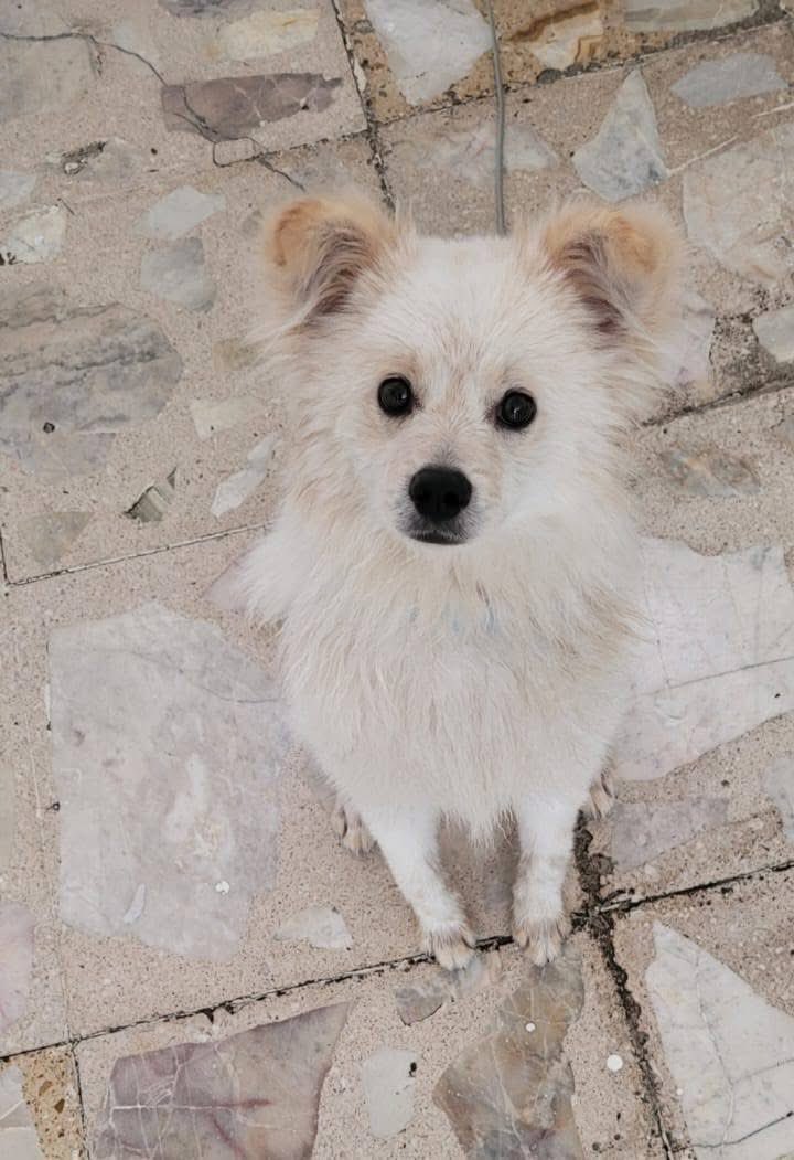 🟢 ¿ME ADOPTAS?
¡Me llamo Bebé! Conoce más 👇🏻 

♂️ Macho | 10 meses | Talla chica
💟 Convive con perritos 
✅ Vacunado, desparasitado y esterilizado
📍 Adopción solo en CDMX 

☎️ ¡Conóceme! 
Monse
Wa.me/525526573562