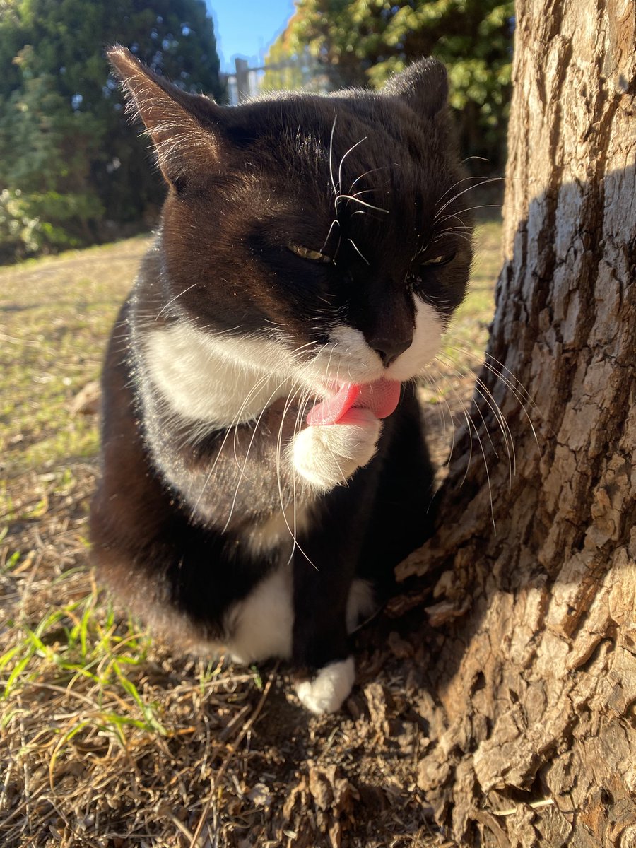 おはようございますニャン😸 本日も宜しくお願い致しますニャン😽