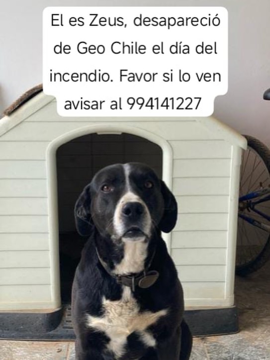 🚨🐶 #Lirquén PERRITO EXTRAVIADO.

Zeus desapareció desde el sector Geo Chile el mismo día del incendio. Si alguien lo ha visto o tiene información comunicarse al 📞 994141227.

<a href="/carolinapinoc/">Caro 🌲 C.</a> <a href="/PerrosPlazaHuem/">Perras Tuiteras🐾 Barrio Franklin 🇨🇱🐶🐱</a>