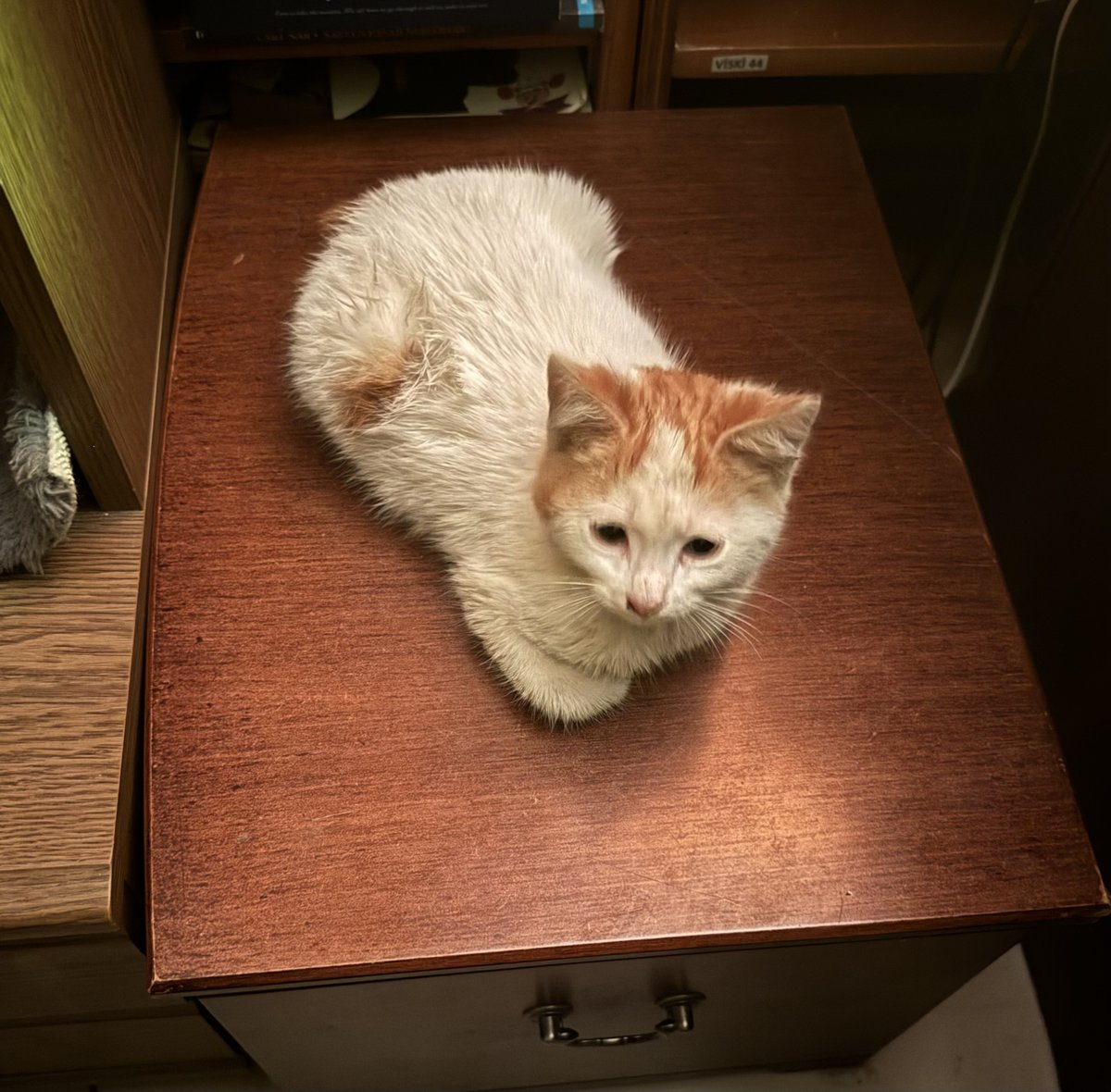 tapinaksahaf's tweet image. Tapınak'ın yeni bir misafiri var. :)
Kapıyı açtım baktım dolanıyor dükkanın önünde gecenin bu saatinde. :))
Islanmış hep.
Yalnız başına geziniyor ortalıkta bıcı bıcı.
Aldım içeri. Artık benimle. :)) 
Koymam onu sokaklara. ❤️