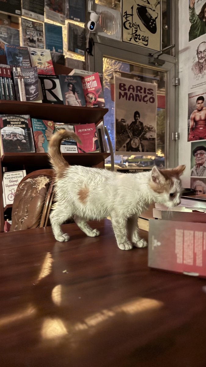 tapinaksahaf's tweet image. Tapınak'ın yeni bir misafiri var. :)
Kapıyı açtım baktım dolanıyor dükkanın önünde gecenin bu saatinde. :))
Islanmış hep.
Yalnız başına geziniyor ortalıkta bıcı bıcı.
Aldım içeri. Artık benimle. :)) 
Koymam onu sokaklara. ❤️